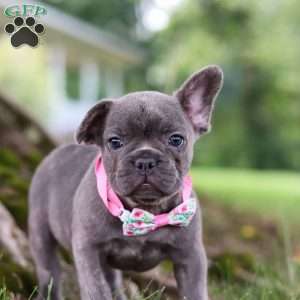 Berry, French Bulldog Puppy